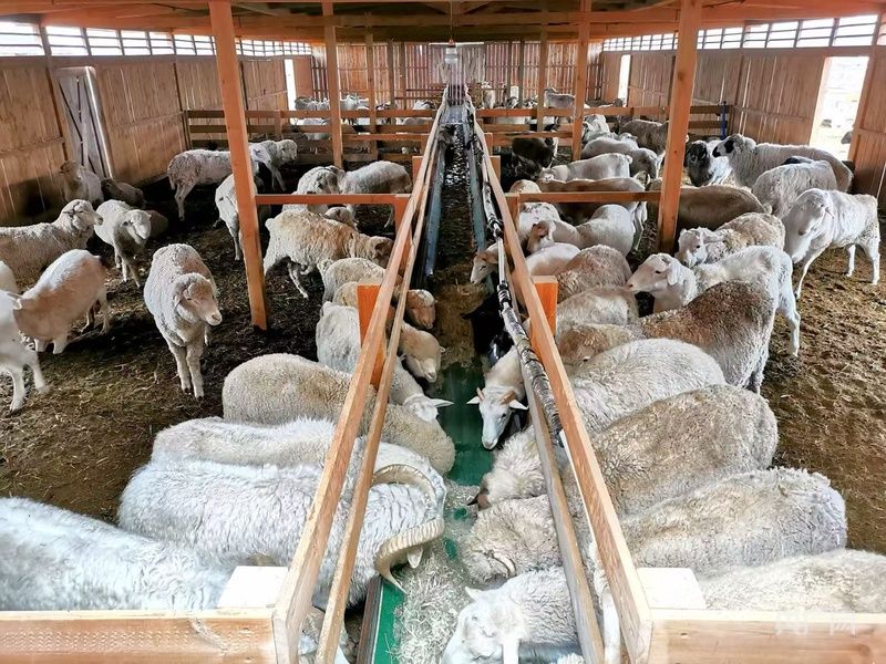 高質量發展看中國 | 從傳統牧鞭到遠程遙控，科技重塑草原牧人新生活 畜牧養殖